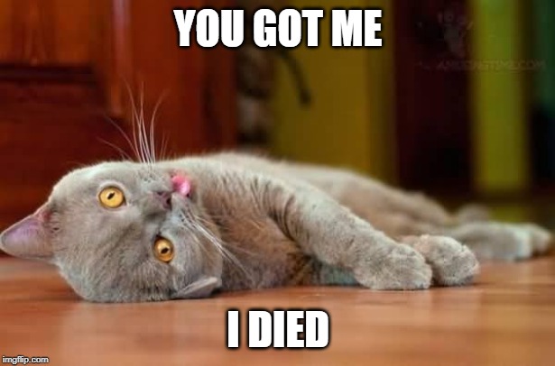 Dead cat | YOU GOT ME I DIED | image tagged in dead cat | made w/ Imgflip meme maker