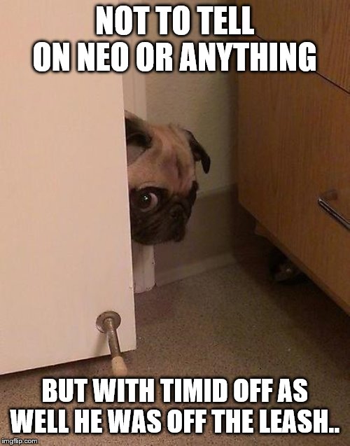 Guilty Pug | NOT TO TELL ON NEO OR ANYTHING BUT WITH TIMID OFF AS WELL HE WAS OFF THE LEASH.. | image tagged in guilty pug | made w/ Imgflip meme maker