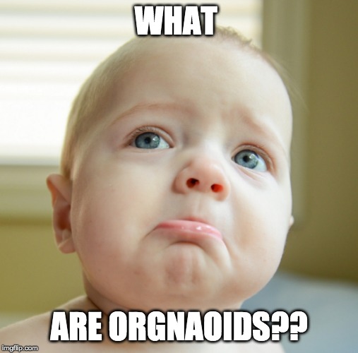 WHAT; ARE ORGNAOIDS?? | image tagged in oof | made w/ Imgflip meme maker