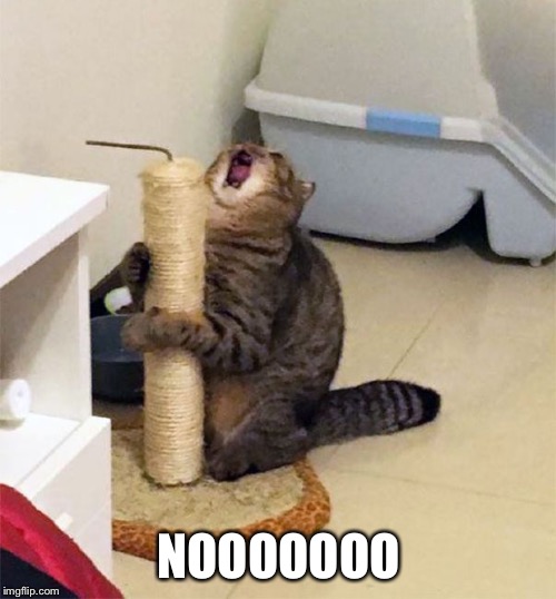 Over Dramatic Cat | NOOOOOOO | image tagged in over dramatic cat | made w/ Imgflip meme maker