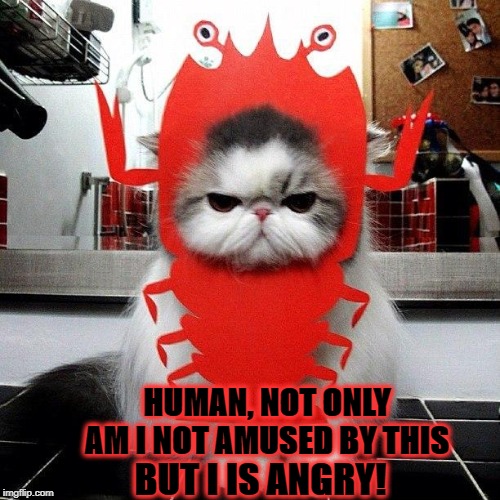 NOT AMUSED | HUMAN, NOT ONLY AM I NOT AMUSED BY THIS; BUT I IS ANGRY! | image tagged in not amused | made w/ Imgflip meme maker
