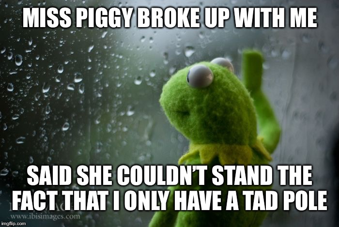 kermit window | MISS PIGGY BROKE UP WITH ME; SAID SHE COULDN’T STAND THE FACT THAT I ONLY HAVE A TAD POLE | image tagged in kermit window,memes,funny,bad pun,bad puns | made w/ Imgflip meme maker