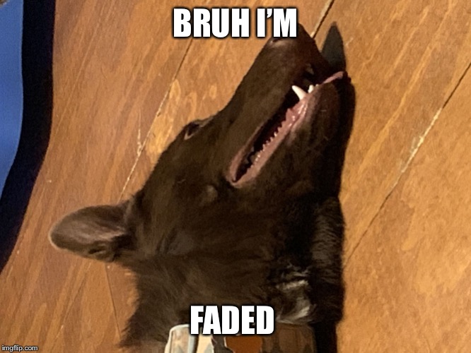 Derped Out Doggo | BRUH I’M; FADED | image tagged in derped out doggo | made w/ Imgflip meme maker