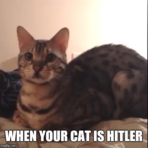 image tagged in hitler | made w/ Imgflip meme maker