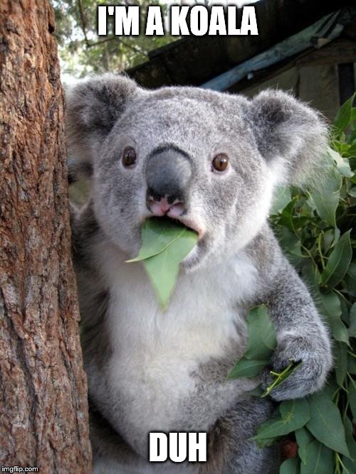 Surprised Koala | I'M A KOALA; DUH | image tagged in memes,surprised koala | made w/ Imgflip meme maker