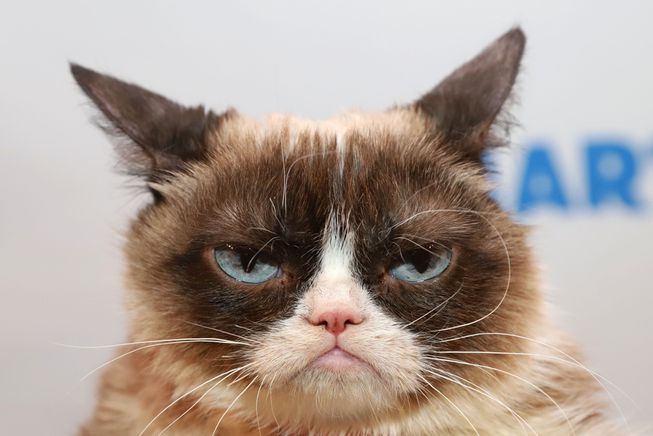 High Quality Grumpy cat Blank Meme Template