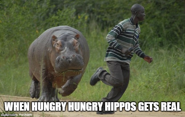 hungry hippos | WHEN HUNGRY HUNGRY HIPPOS GETS REAL | image tagged in animals | made w/ Imgflip meme maker