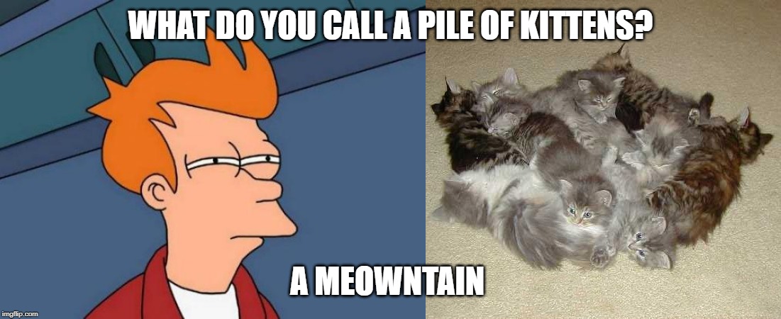 a meowntain | WHAT DO YOU CALL A PILE OF KITTENS? A MEOWNTAIN | image tagged in cats | made w/ Imgflip meme maker