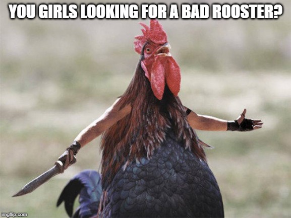 YOU GIRLS LOOKING FOR A BAD ROOSTER? | made w/ Imgflip meme maker