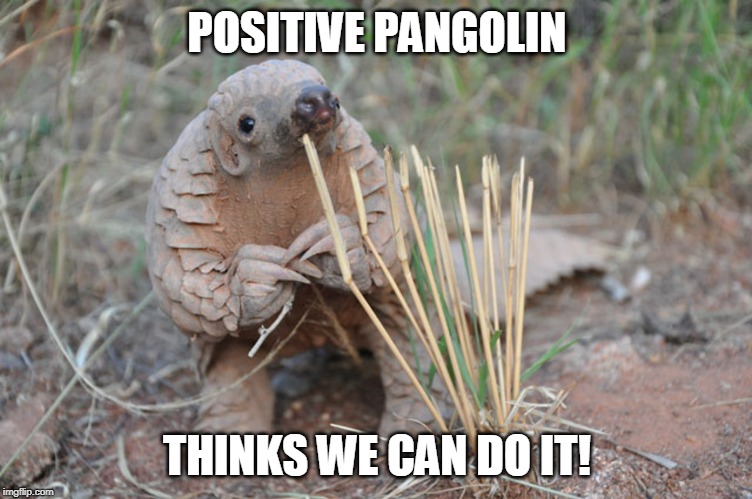 Pondering Pangolin | POSITIVE PANGOLIN; THINKS WE CAN DO IT! | image tagged in pondering pangolin | made w/ Imgflip meme maker