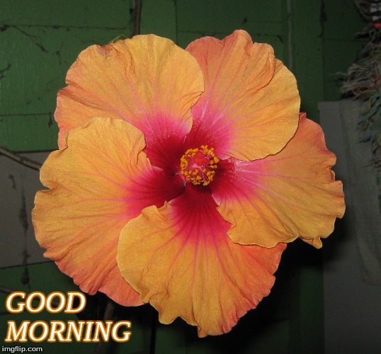 Good Morning | GOOD
MORNING | image tagged in memes,good morning,good morning flowers,flowers | made w/ Imgflip meme maker