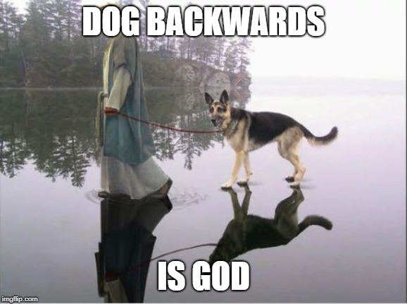 DOG BACKWARDS IS GOD | image tagged in goddog | made w/ Imgflip meme maker