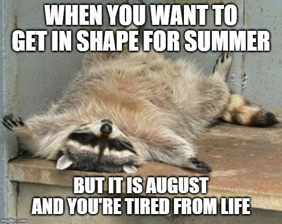 tired | WHEN YOU WANT TO GET IN SHAPE FOR SUMMER; BUT IT IS AUGUST AND YOU'RE TIRED FROM LIFE | image tagged in summer,fitness,lazy,tired,racoon,life | made w/ Imgflip meme maker