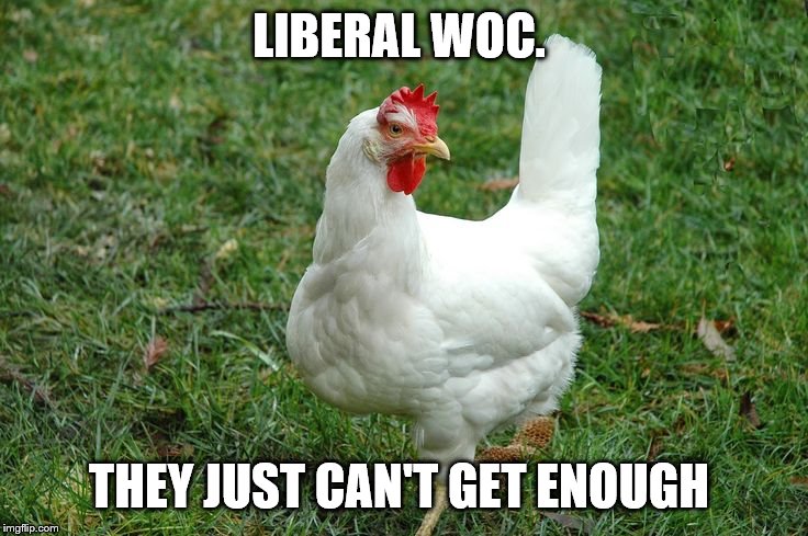 white *rooster | LIBERAL WOC. THEY JUST CAN'T GET ENOUGH | image tagged in white rooster | made w/ Imgflip meme maker