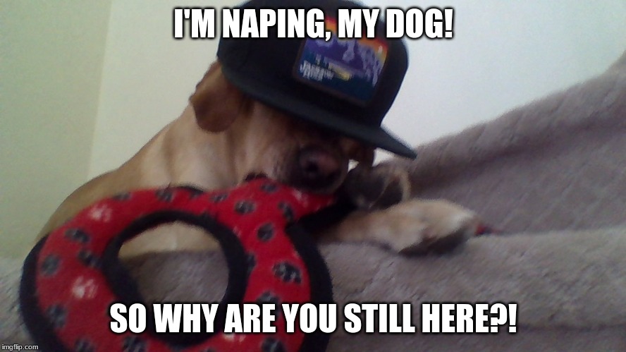Luna mid nap SUCH a boss no photo shop. | I'M NAPING, MY DOG! SO WHY ARE YOU STILL HERE?! | image tagged in dogs | made w/ Imgflip meme maker