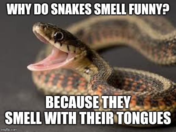 Warning Snake | WHY DO SNAKES SMELL FUNNY? BECAUSE THEY SMELL WITH THEIR TONGUES | image tagged in warning snake | made w/ Imgflip meme maker