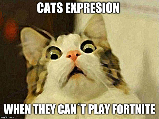 Scared Cat Meme | CATS EXPRESION; WHEN THEY CAN´T PLAY FORTNITE | image tagged in memes,scared cat | made w/ Imgflip meme maker