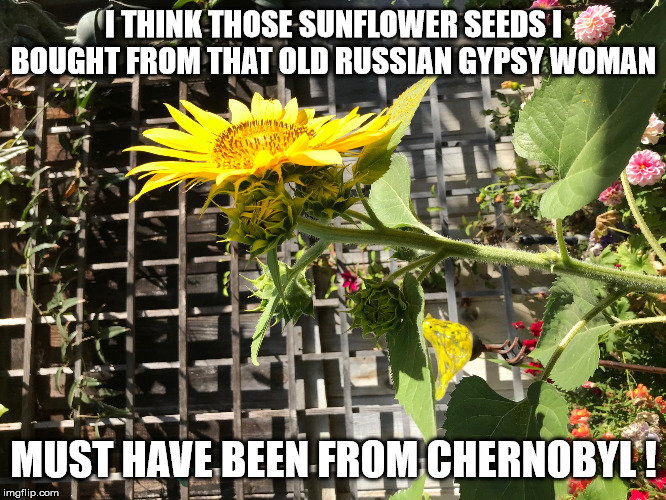 I THINK THOSE SUNFLOWER SEEDS I BOUGHT FROM THAT OLD RUSSIAN GYPSY WOMAN; MUST HAVE BEEN FROM CHERNOBYL ! | image tagged in funny | made w/ Imgflip meme maker