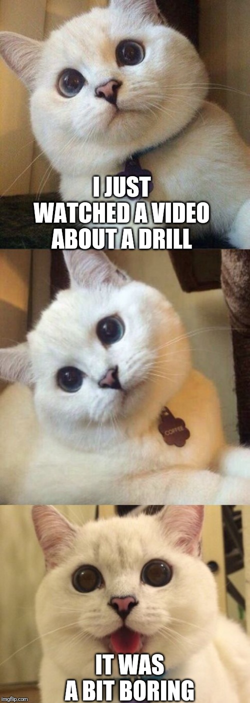 bad pun cat  | I JUST WATCHED A VIDEO ABOUT A DRILL; IT WAS A BIT BORING | image tagged in bad pun cat | made w/ Imgflip meme maker