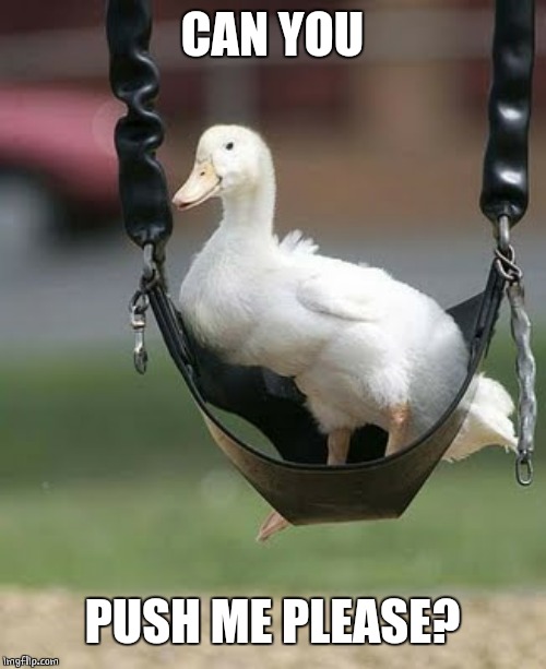 PUSH | CAN YOU; PUSH ME PLEASE? | image tagged in ducks,duck,swing | made w/ Imgflip meme maker