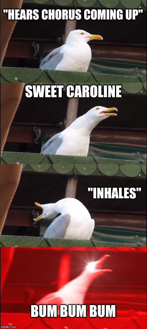 Inhaling Seagull Meme | "HEARS CHORUS COMING UP"; SWEET CAROLINE; "INHALES"; BUM BUM BUM | image tagged in memes,inhaling seagull | made w/ Imgflip meme maker