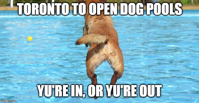 Who Put the 'P' in the Dog Pool | TORONTO TO OPEN DOG POOLS; YU'RE IN, OR YU'RE OUT | image tagged in bad pun dog,puns,dogs,swimming pool | made w/ Imgflip meme maker