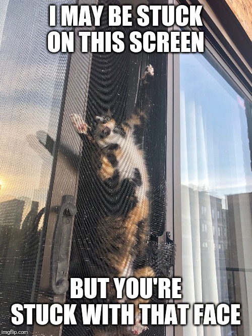 cat stuck on screen | I MAY BE STUCK ON THIS SCREEN; BUT YOU'RE STUCK WITH THAT FACE | image tagged in cat stuck on screen | made w/ Imgflip meme maker