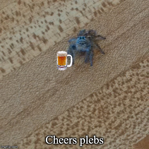 Spoder-Brew | Cheers plebs | image tagged in spider,beer | made w/ Imgflip meme maker