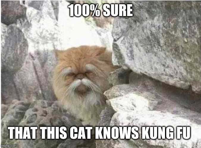 Kung fu cat | 100% SURE; THAT THIS CAT KNOWS KUNG FU | image tagged in kung fu cat | made w/ Imgflip meme maker