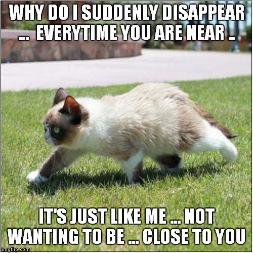 Grumpys Not Too Close To You | WHY DO I SUDDENLY DISAPPEAR ...  EVERYTIME YOU ARE NEAR .. IT'S JUST LIKE ME ... NOT WANTING TO BE ... CLOSE TO YOU | image tagged in cats,grumpy cat | made w/ Imgflip meme maker