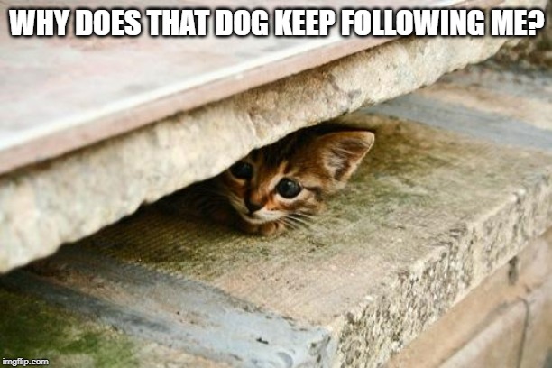 Hiding Cat | WHY DOES THAT DOG KEEP FOLLOWING ME? | image tagged in hiding cat | made w/ Imgflip meme maker