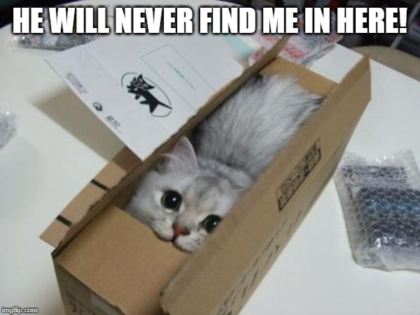 Cat in a Box | HE WILL NEVER FIND ME IN HERE! | image tagged in cat in a box | made w/ Imgflip meme maker