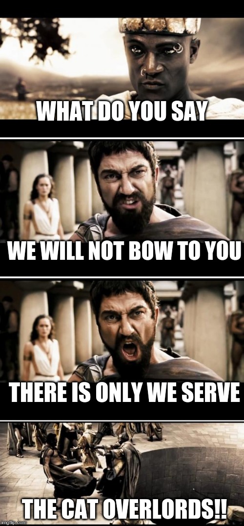 Wow, the cat streams said no this. Did they read it all? | WHAT DO YOU SAY; WE WILL NOT BOW TO YOU; THERE IS ONLY WE SERVE; THE CAT OVERLORDS!! | image tagged in sparta | made w/ Imgflip meme maker