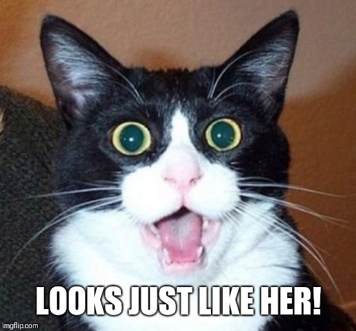 whoa cat | LOOKS JUST LIKE HER! | image tagged in whoa cat | made w/ Imgflip meme maker