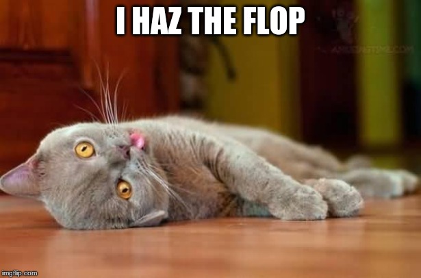 Dead cat | I HAZ THE FLOP | image tagged in dead cat | made w/ Imgflip meme maker