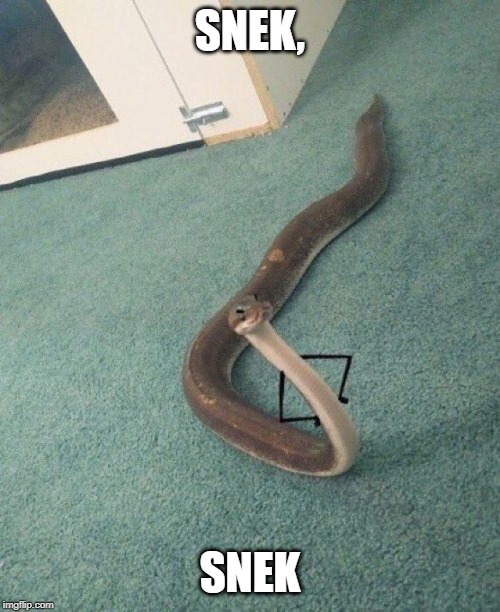 Snake | SNEK, SNEK | image tagged in snake | made w/ Imgflip meme maker