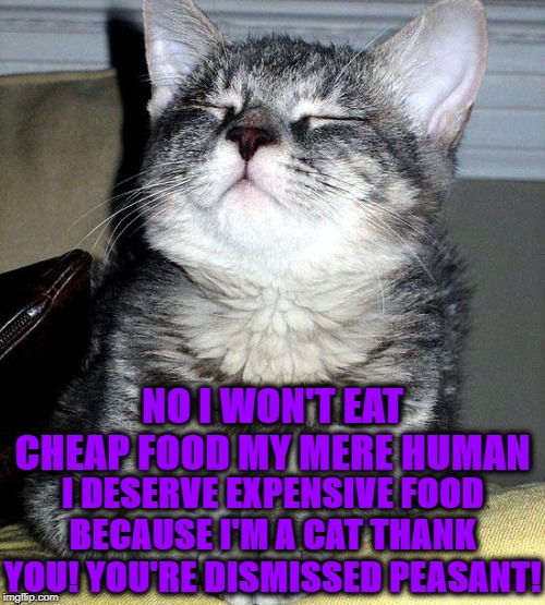 I'M A CAT | NO I WON'T EAT CHEAP FOOD MY MERE HUMAN; I DESERVE EXPENSIVE FOOD BECAUSE I'M A CAT THANK YOU! YOU'RE DISMISSED PEASANT! | image tagged in i'm a cat | made w/ Imgflip meme maker