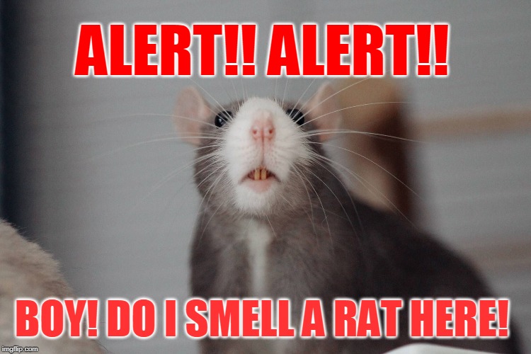 ALERT!! ALERT!! BOY! DO I SMELL A RAT HERE! | made w/ Imgflip meme maker