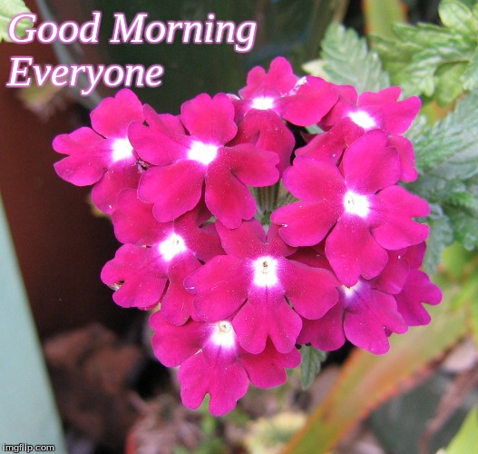 Good Morning Everyone | Good Morning
Everyone | image tagged in memes,flowers,good morning,good morning flowers | made w/ Imgflip meme maker