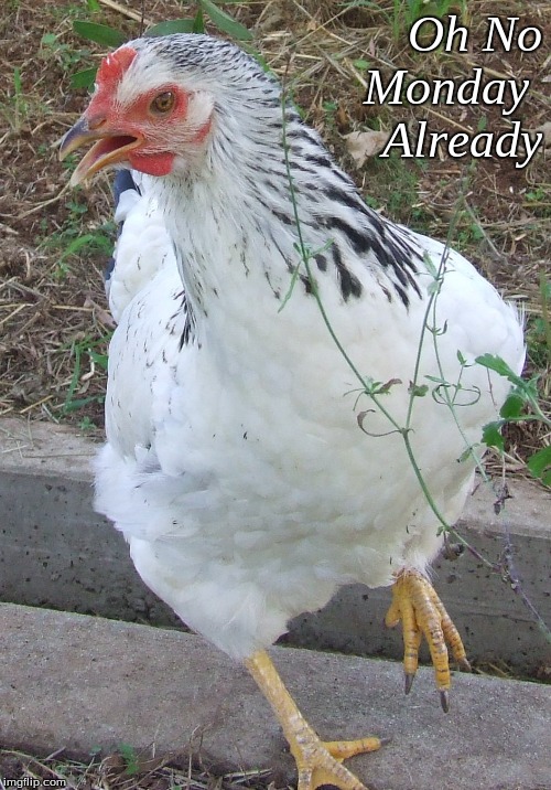 Oh No Monday Already | Oh No
 Monday 
Already | image tagged in memes,chickens,monday already | made w/ Imgflip meme maker