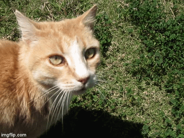 Tigger | image tagged in gifs,cats | made w/ Imgflip video-to-gif maker