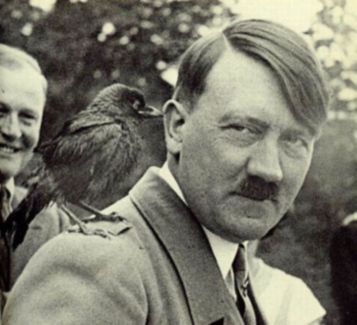 High Quality A Little Bird Told Hitler... Blank Meme Template