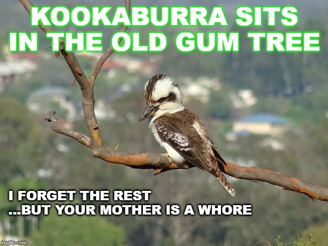 KOOKABURRA SITS IN THE OLD GUM TREE; I FORGET THE REST ...BUT YOUR MOTHER IS A WHORE | image tagged in meme,sean connery,kookaburra meme | made w/ Imgflip meme maker