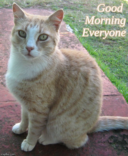 Good Morning Everyone | Good 
Morning
Everyone | image tagged in memes,cats,good morning,good morning cats | made w/ Imgflip meme maker