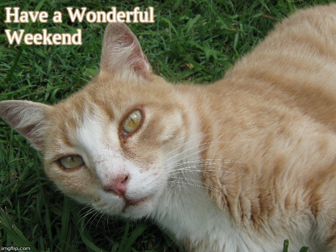 Have a Wonderful Weekend | Have a Wonderful
Weekend | image tagged in memes,cats,have a wonderful weekend | made w/ Imgflip meme maker