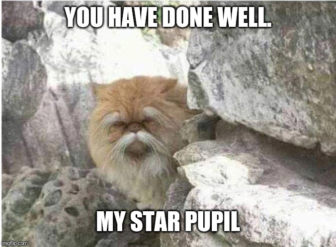 Kung fu cat | YOU HAVE DONE WELL. MY STAR PUPIL | image tagged in kung fu cat | made w/ Imgflip meme maker