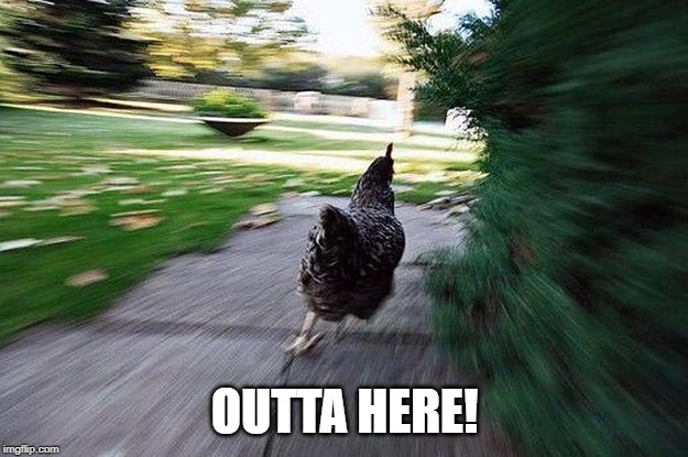 Chicken Running | OUTTA HERE! | image tagged in chicken running | made w/ Imgflip meme maker