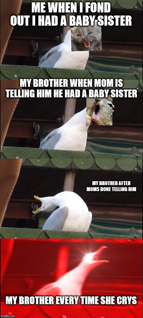 Inhaling Seagull Meme | ME WHEN I FOND OUT I HAD A BABY SISTER; MY BROTHER WHEN MOM IS TELLING HIM HE HAD A BABY SISTER; MY BROTHER AFTER MOMS DONE TELLING HIM; MY BROTHER EVERY TIME SHE CRYS | image tagged in memes,inhaling seagull | made w/ Imgflip meme maker