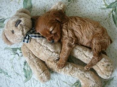 image tagged in animals