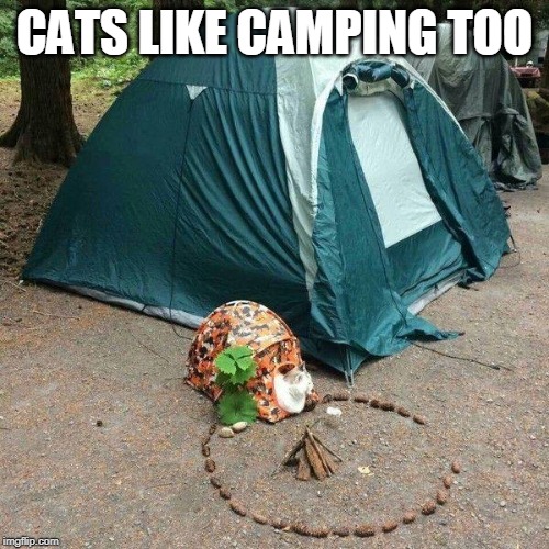 cat camp | CATS LIKE CAMPING TOO | image tagged in cats | made w/ Imgflip meme maker